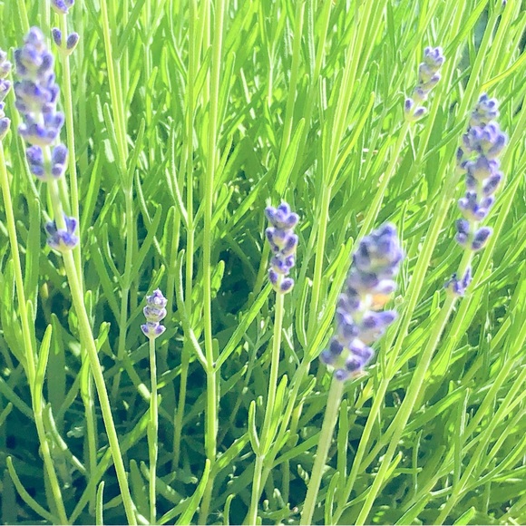 Meet your Posher - Picture 1 of 1